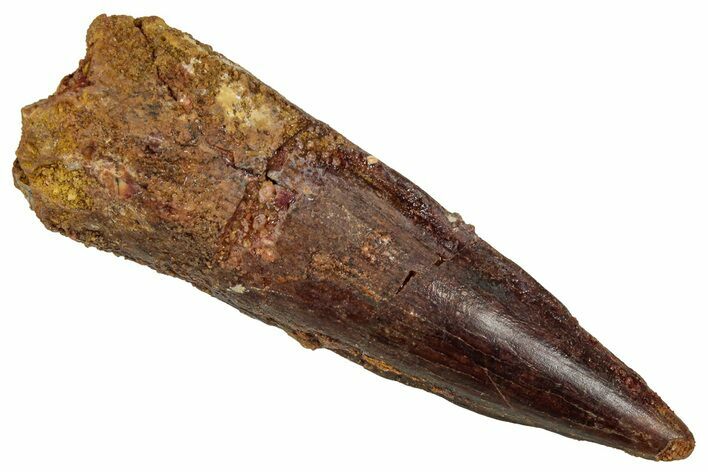 Fossil Spinosaurus Tooth - Real Dinosaur Tooth #356806